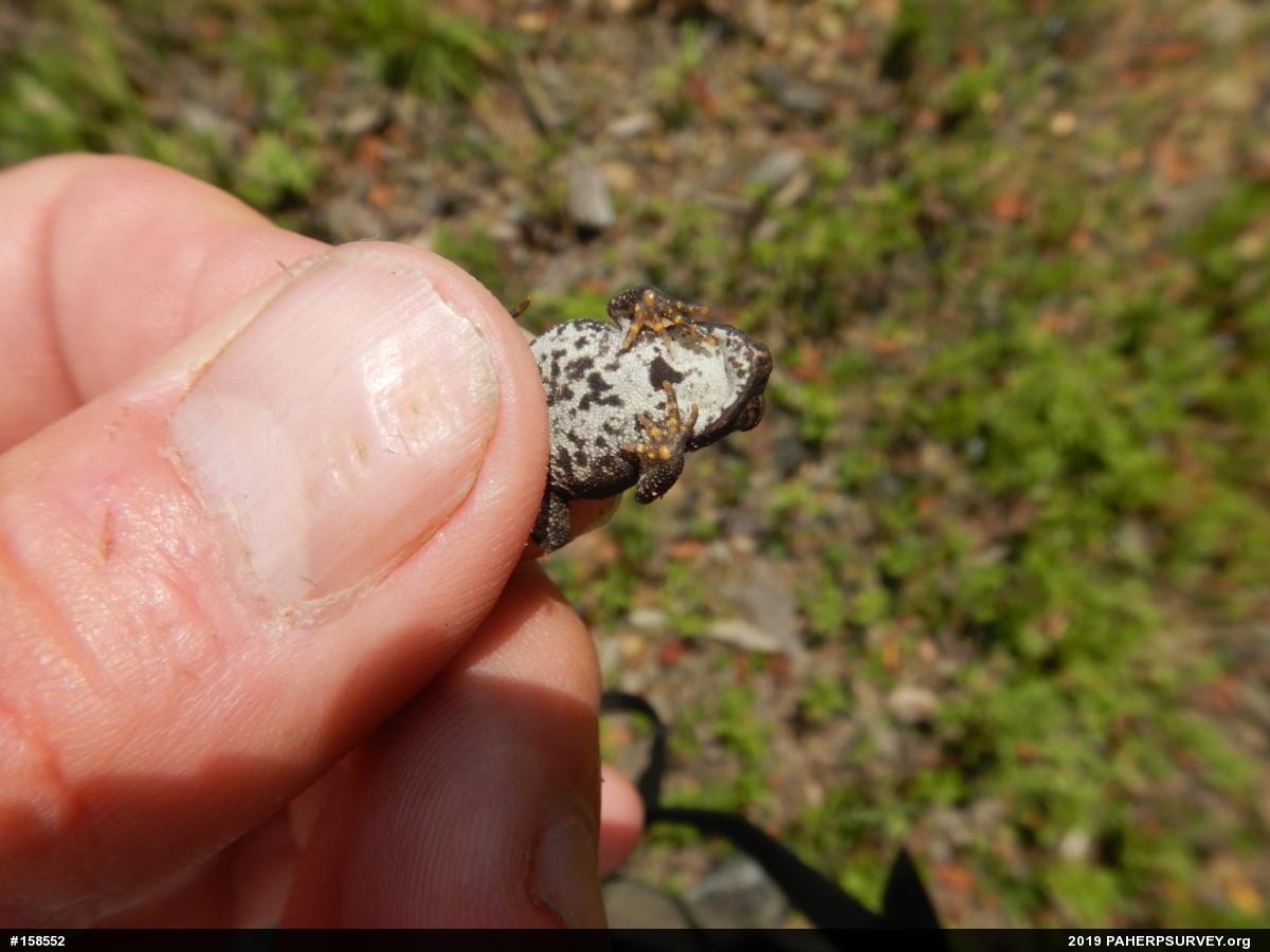 Eastern American Toad