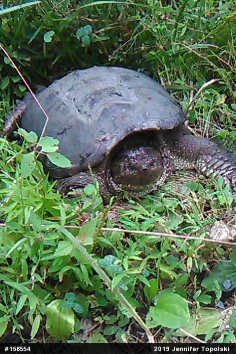 Snapping Turtle