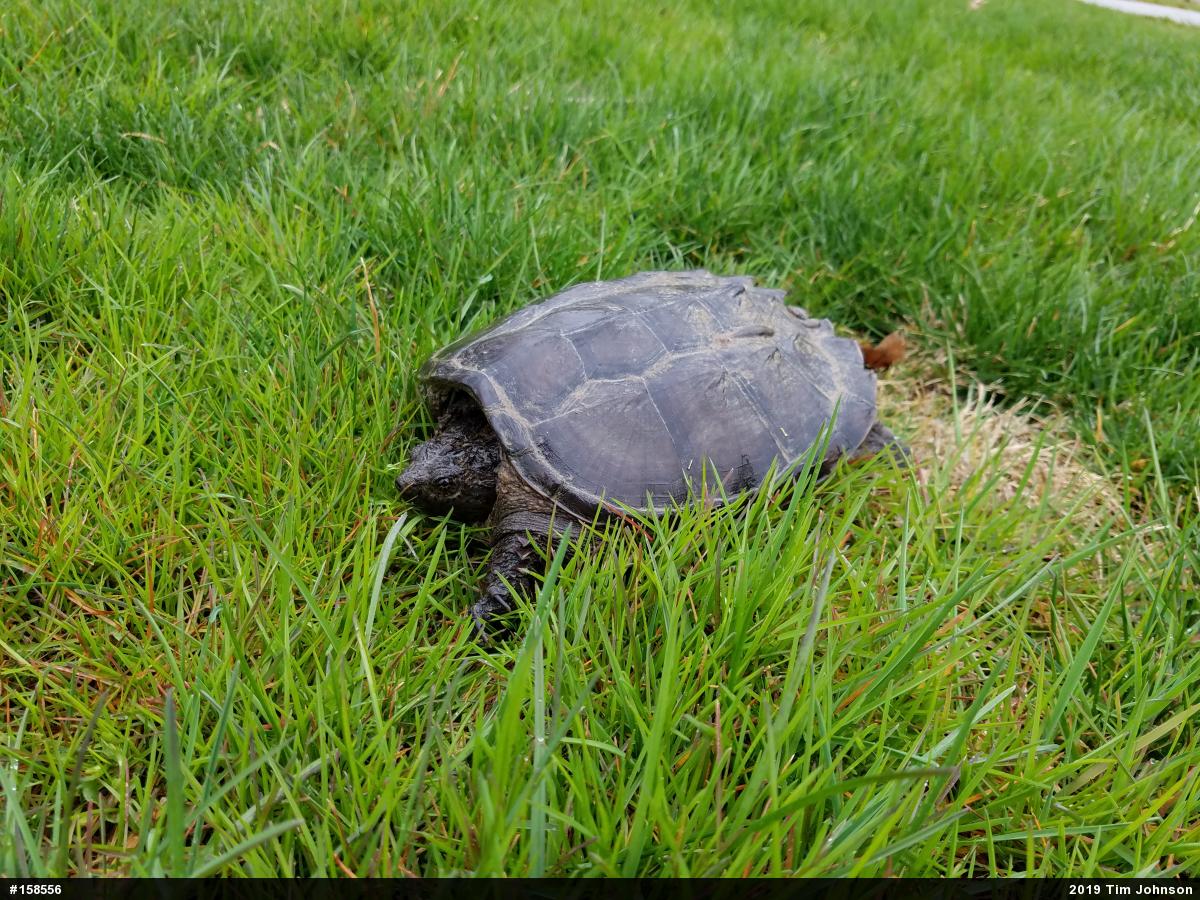 Snapping Turtle