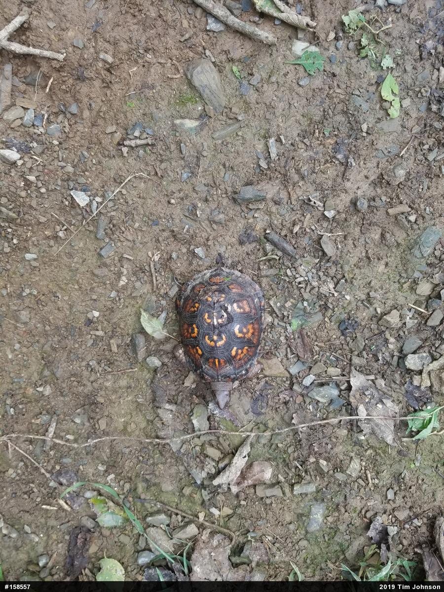 Eastern Box Turtle