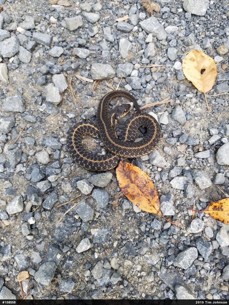 Eastern Gartersnake