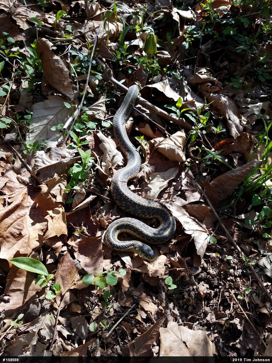 Eastern Gartersnake