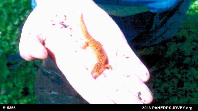 Northern Red Salamander