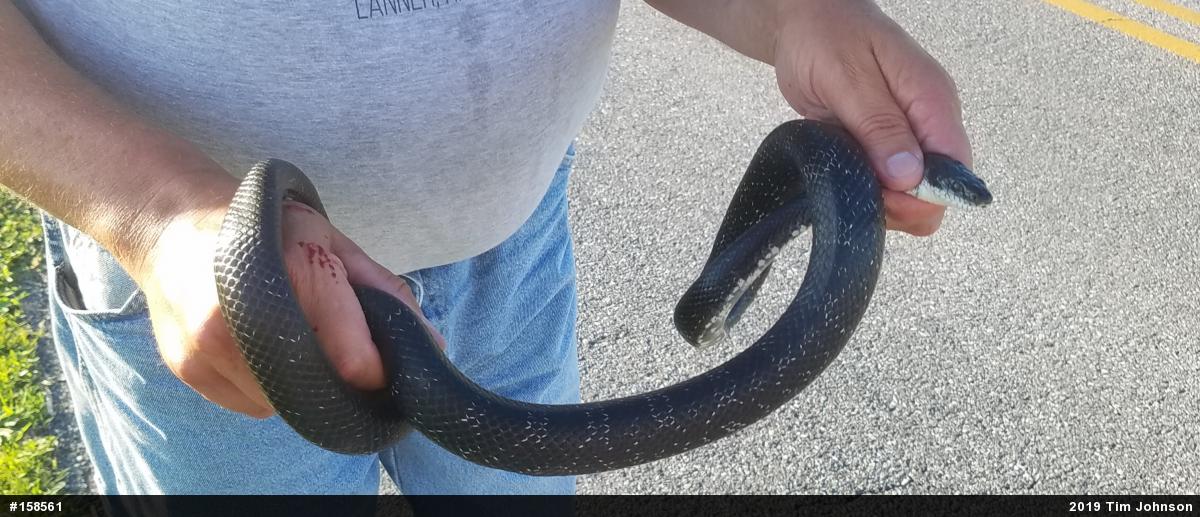 Eastern Ratsnake