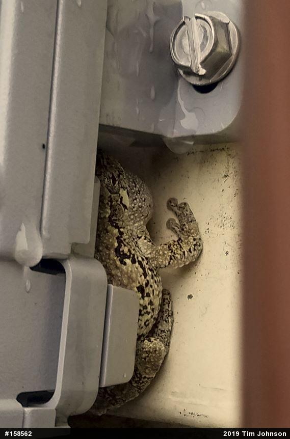 Unknown Gray Treefrog