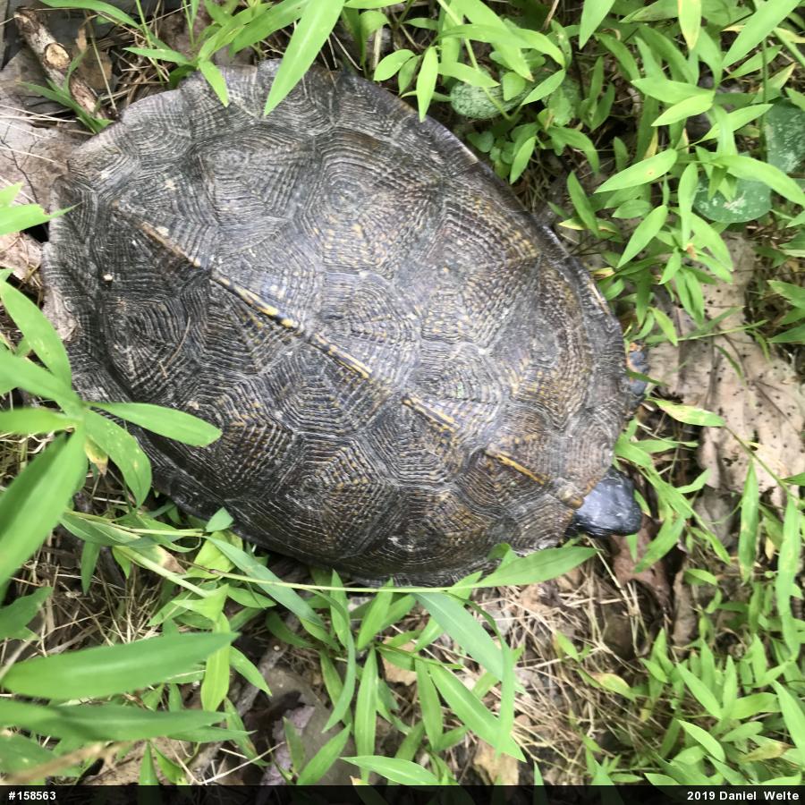 Wood Turtle