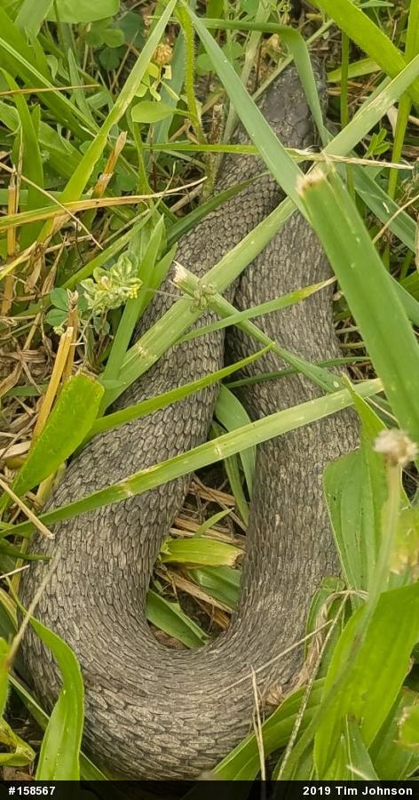 Northern Watersnake