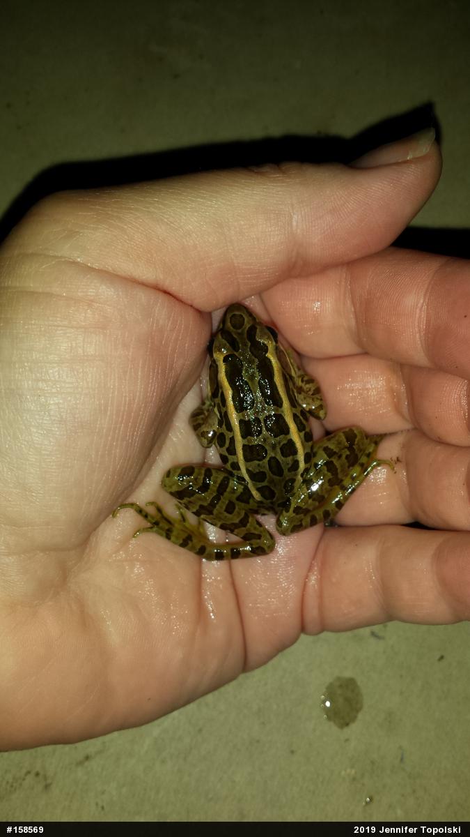 Pickerel Frog