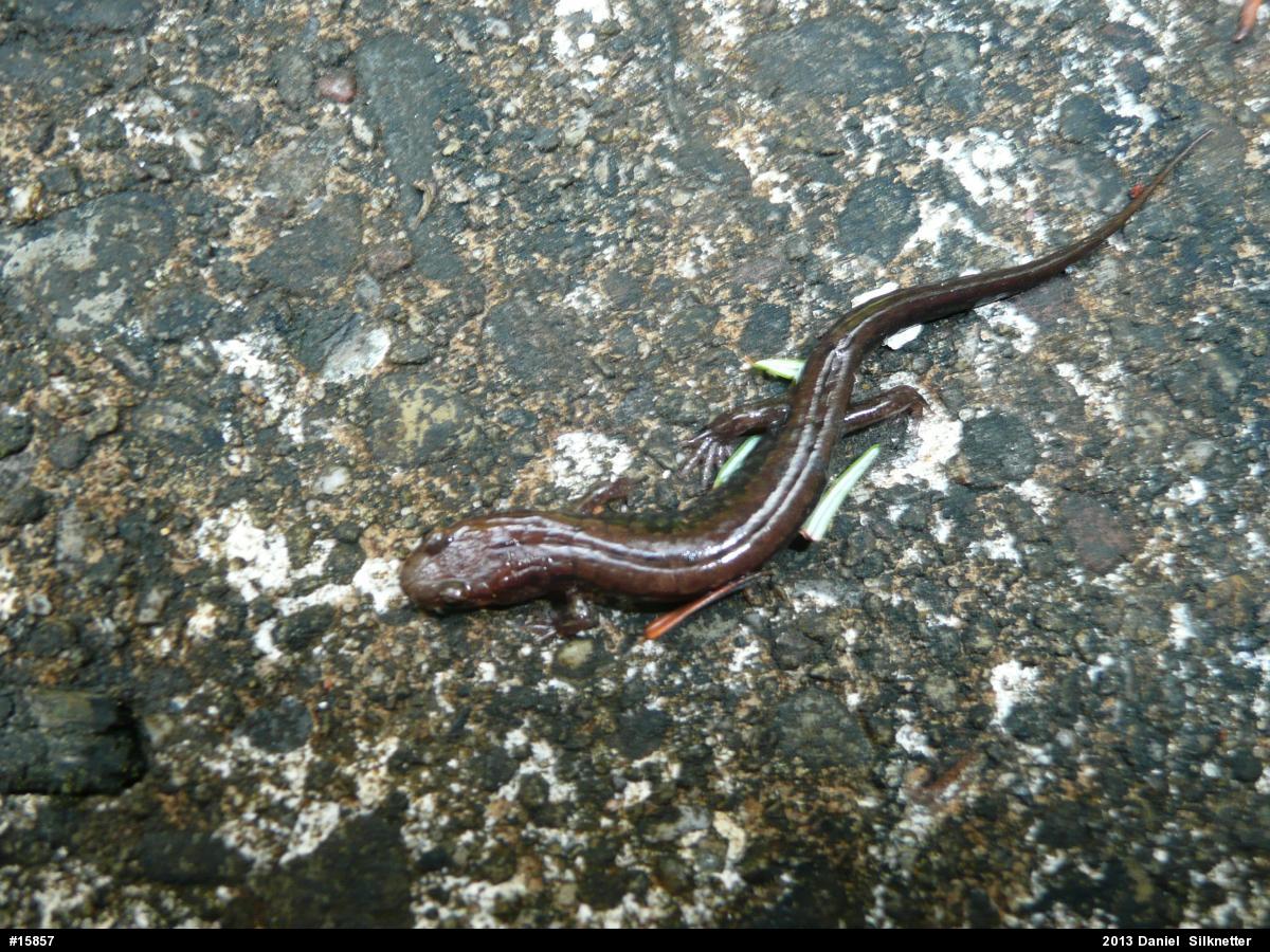 Allegheny Mountain Dusky Salamander