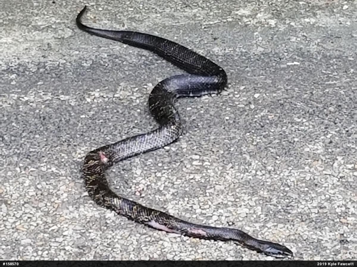 Eastern Ratsnake