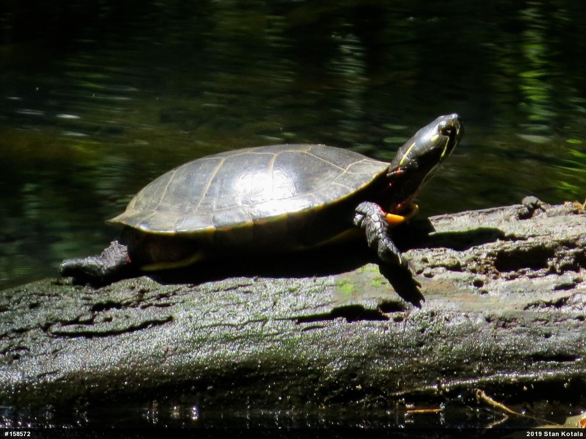Midland Painted Turtle