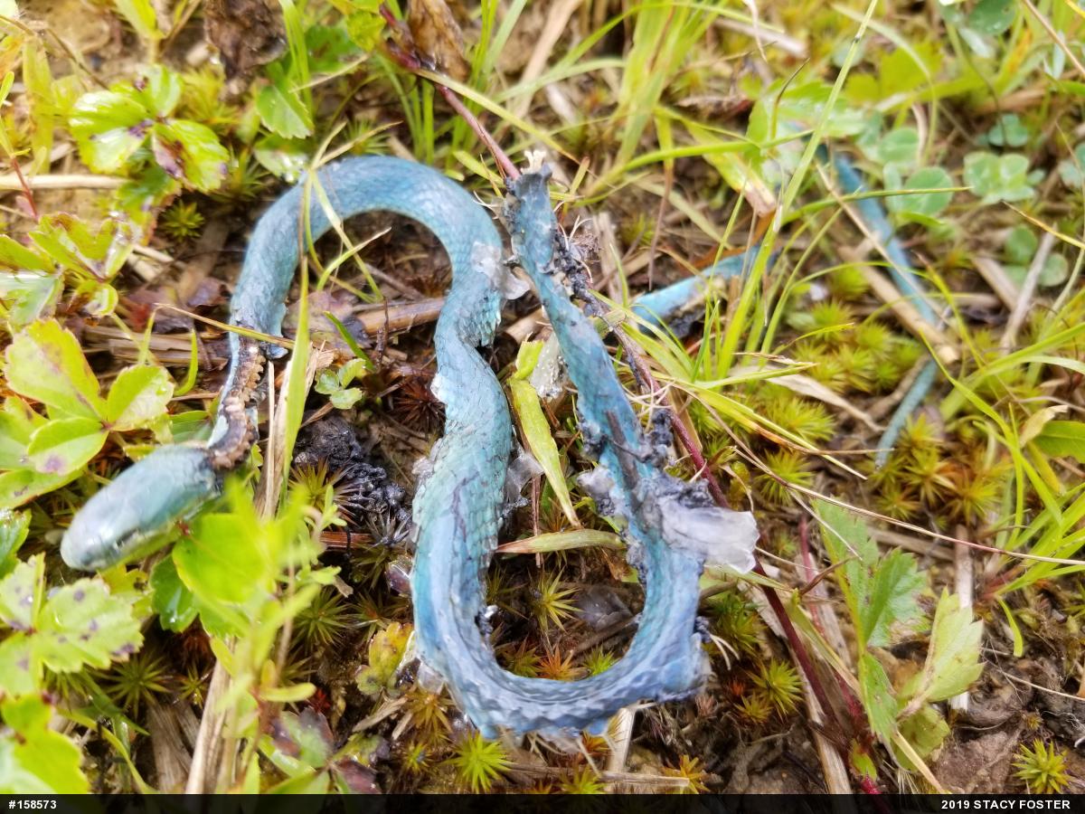 Smooth Greensnake