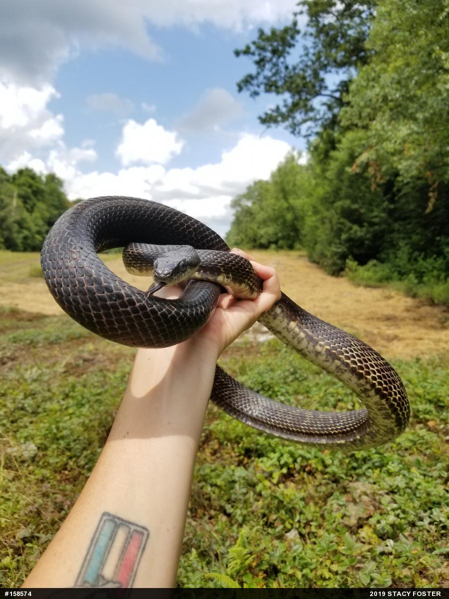 Eastern Ratsnake
