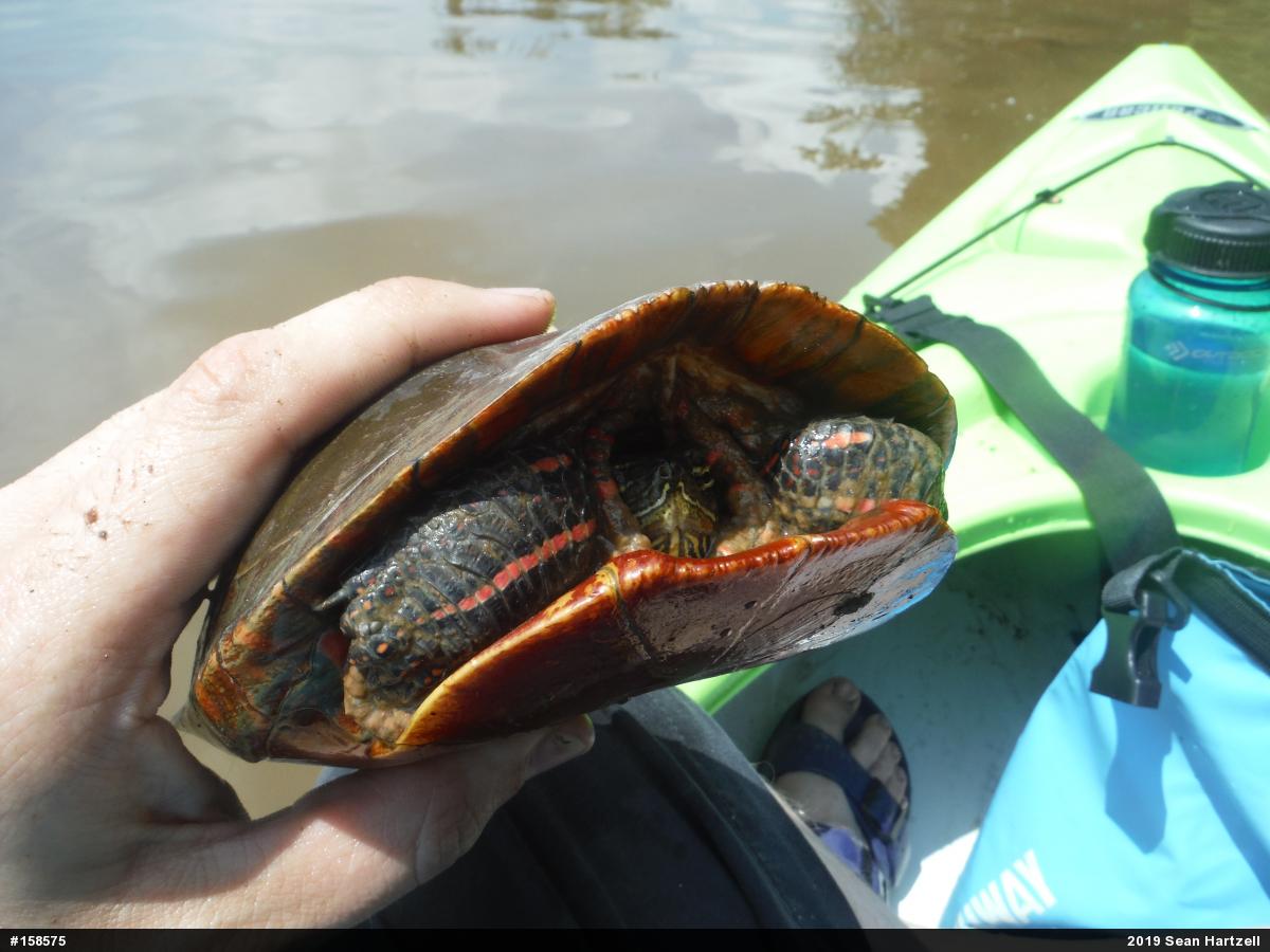 Midland Painted Turtle