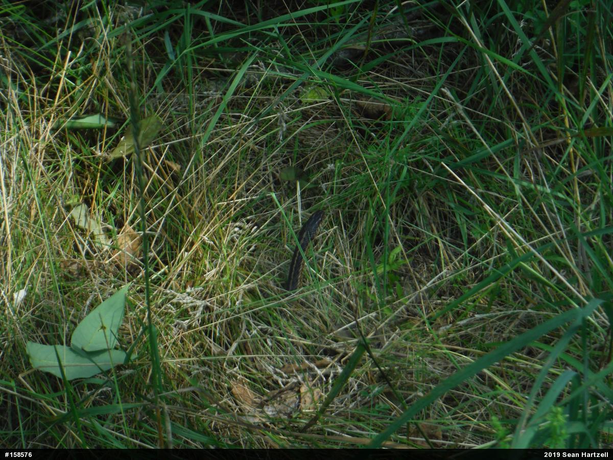 Eastern Gartersnake