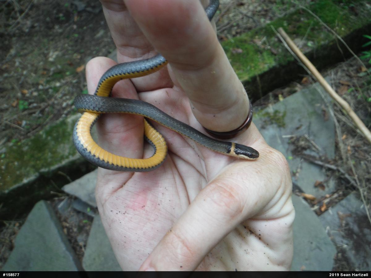 Northern Ring-necked Snake
