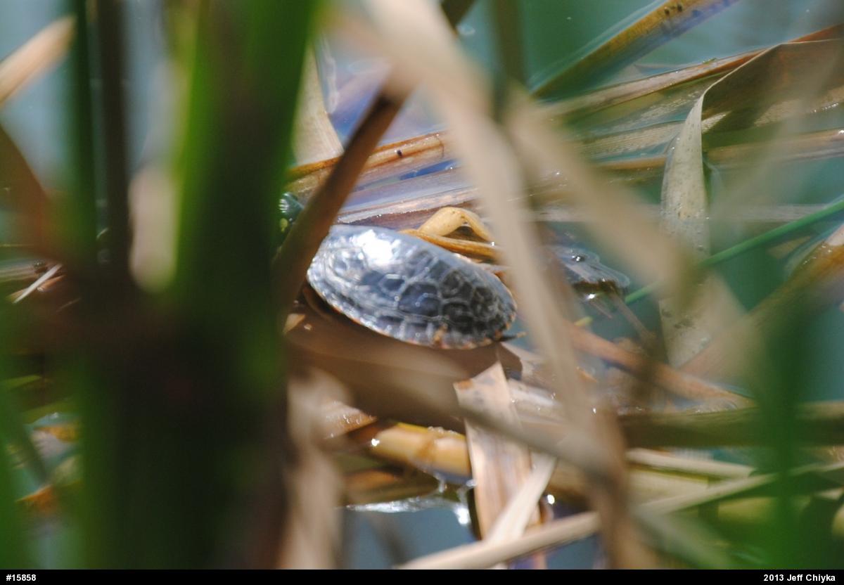 Painted Turtles