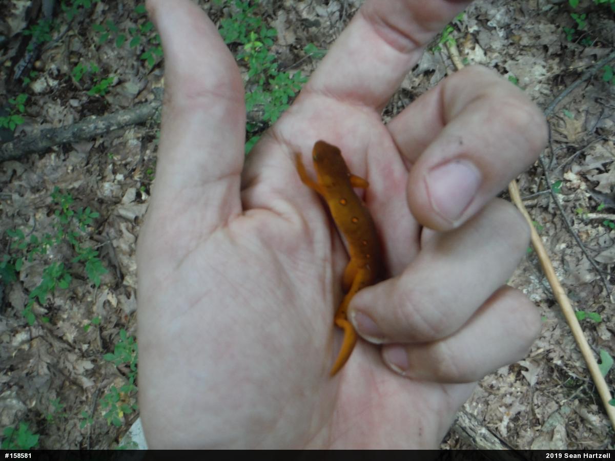 Red-spotted Newt