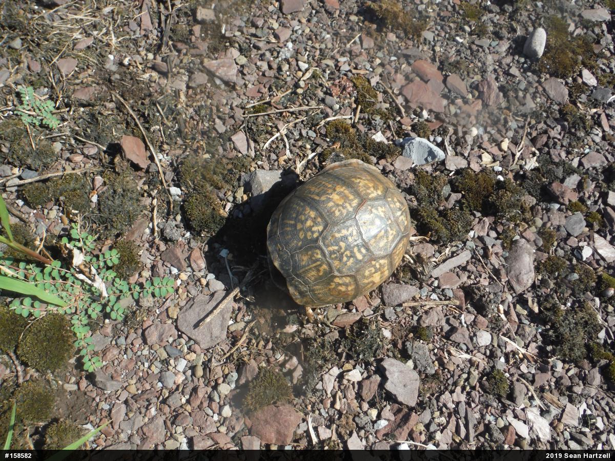 Eastern Box Turtle
