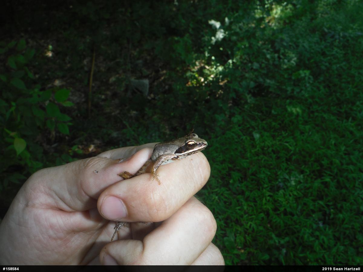 Wood Frog