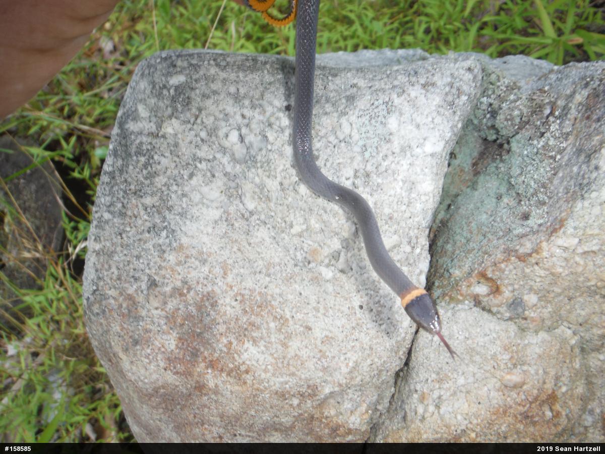Northern Ring-necked Snake