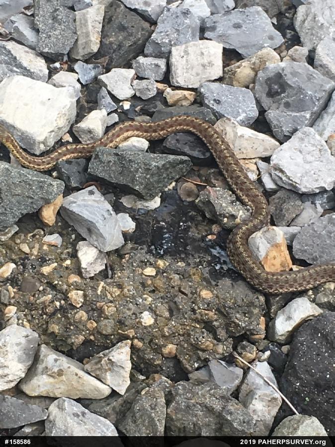 Eastern Gartersnake
