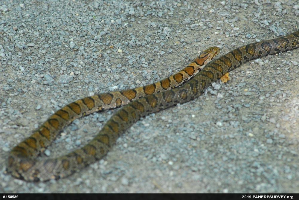 Eastern Milksnake