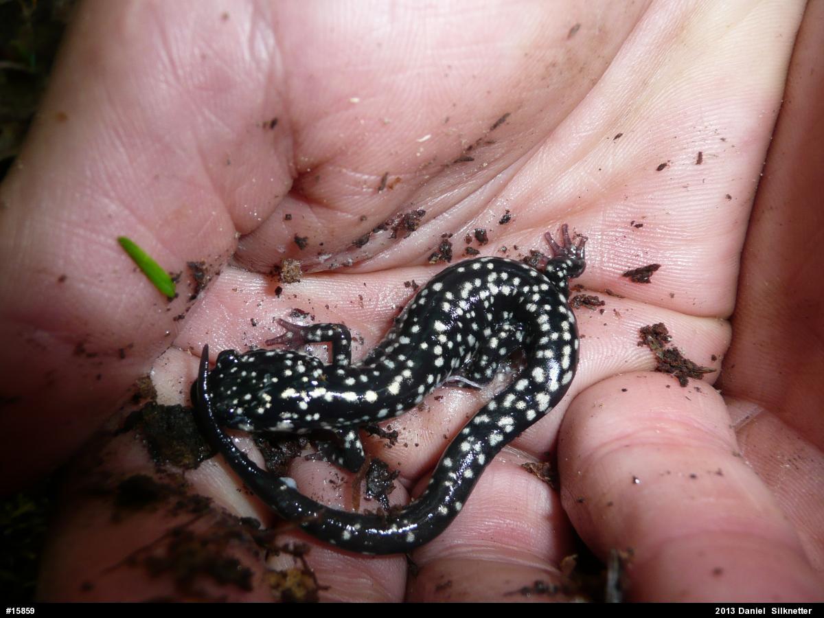Northern Slimy Salamander