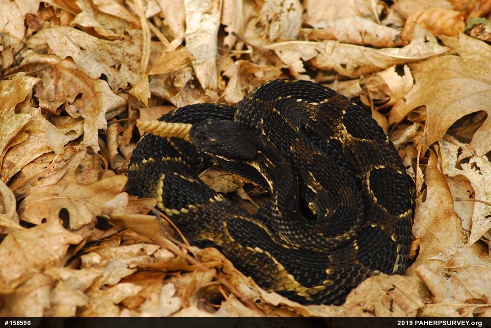 Timber Rattlesnake