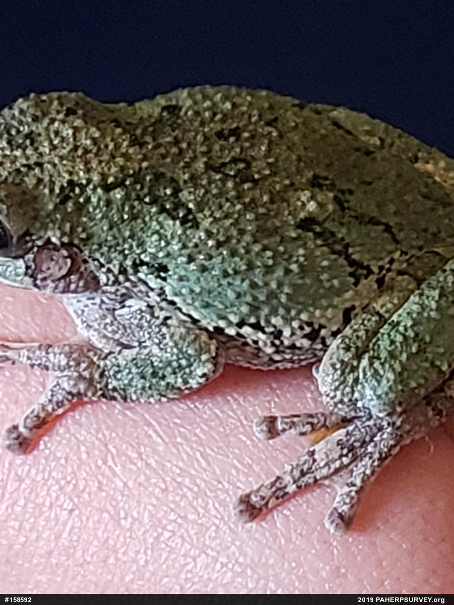 Unknown Gray Treefrog