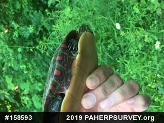 Painted Turtle
