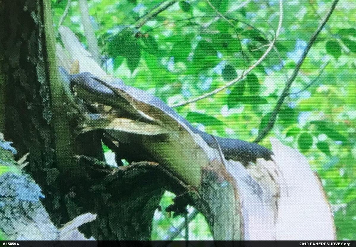Eastern Ratsnake
