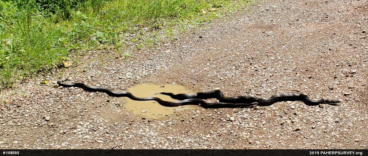 Eastern Ratsnake