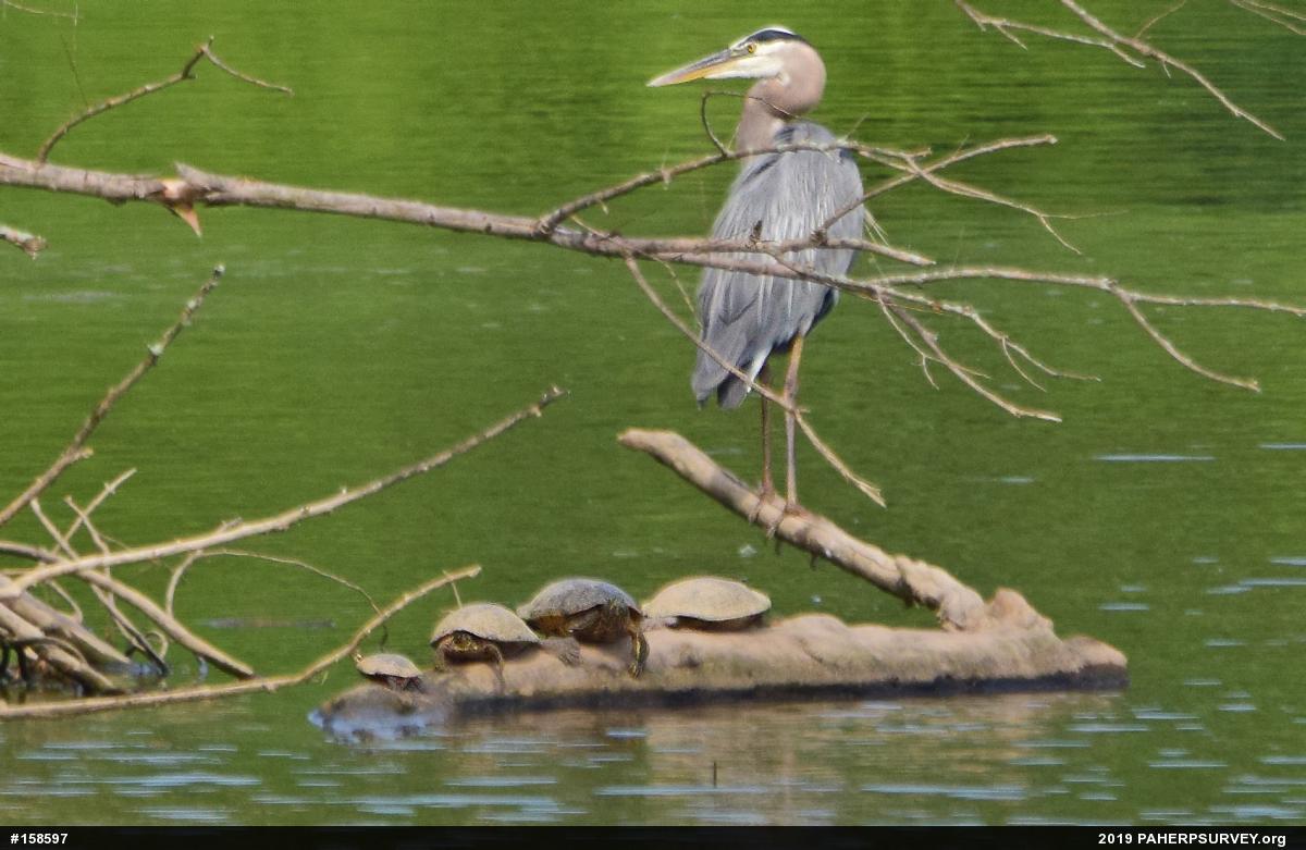 River Cooter
