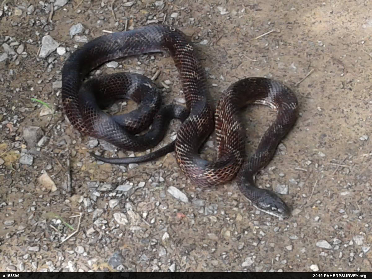 Eastern Ratsnake