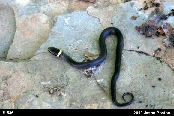 Northern Ring-necked Snake