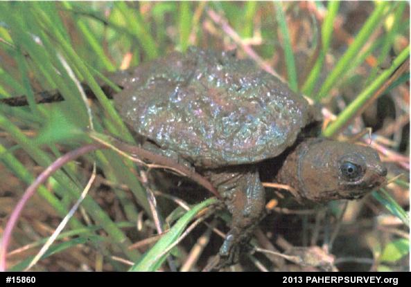 Snapping Turtle