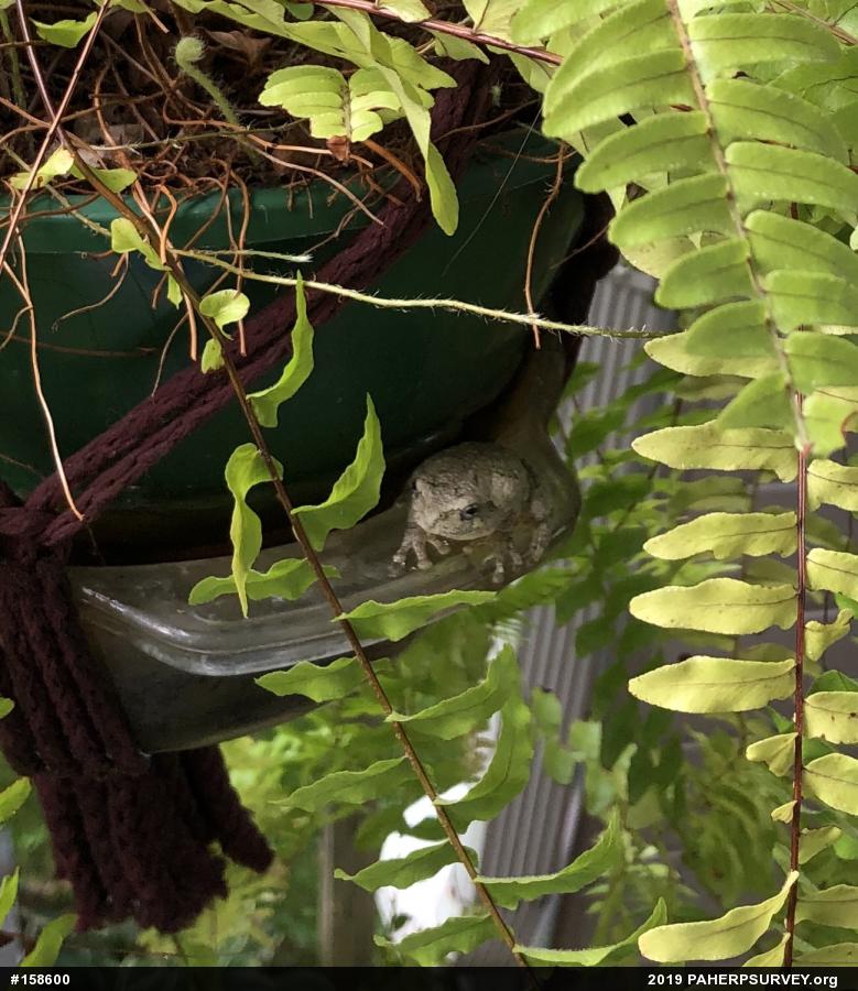 Unknown Gray Treefrog