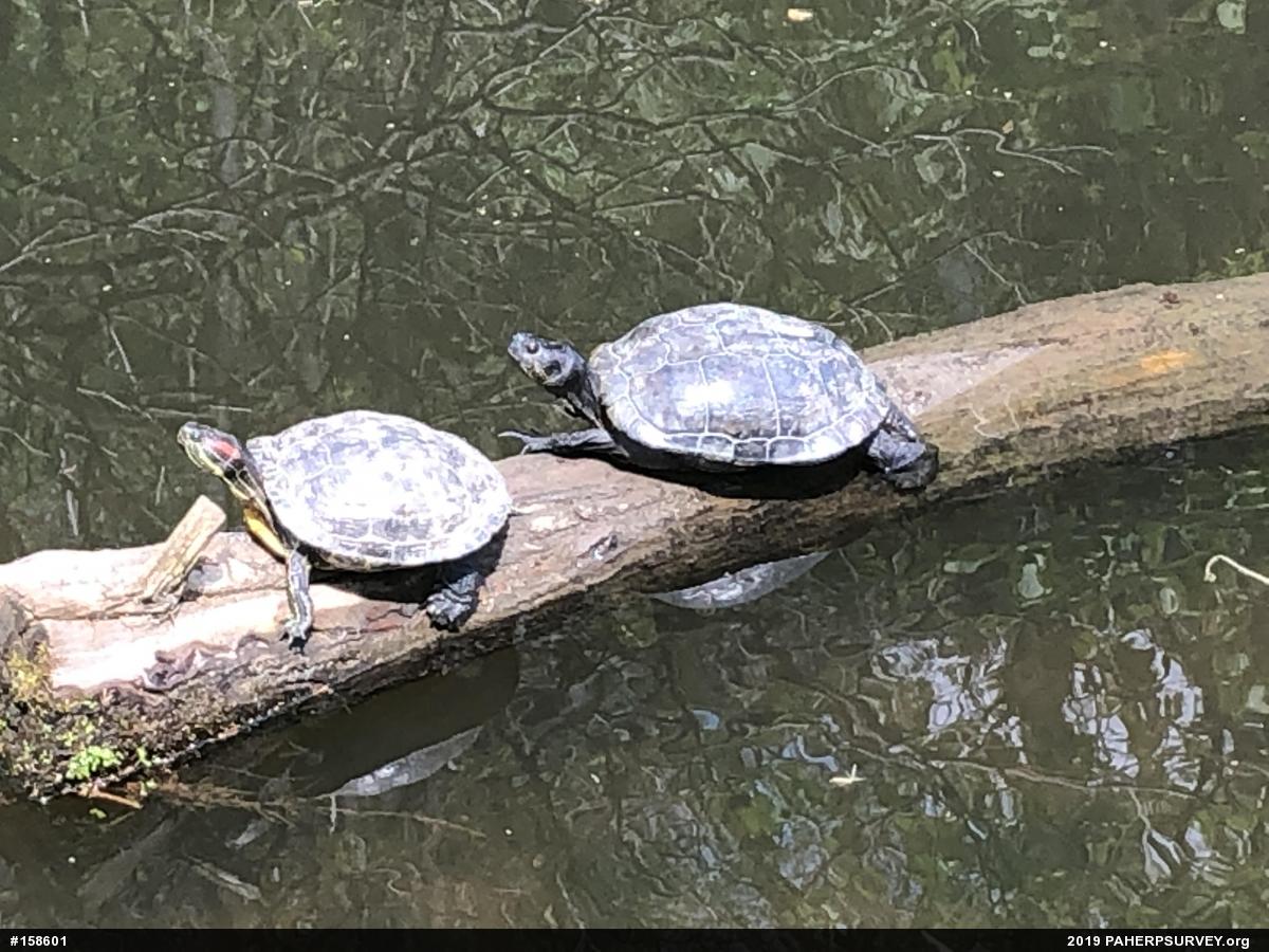 Red-eared Slider