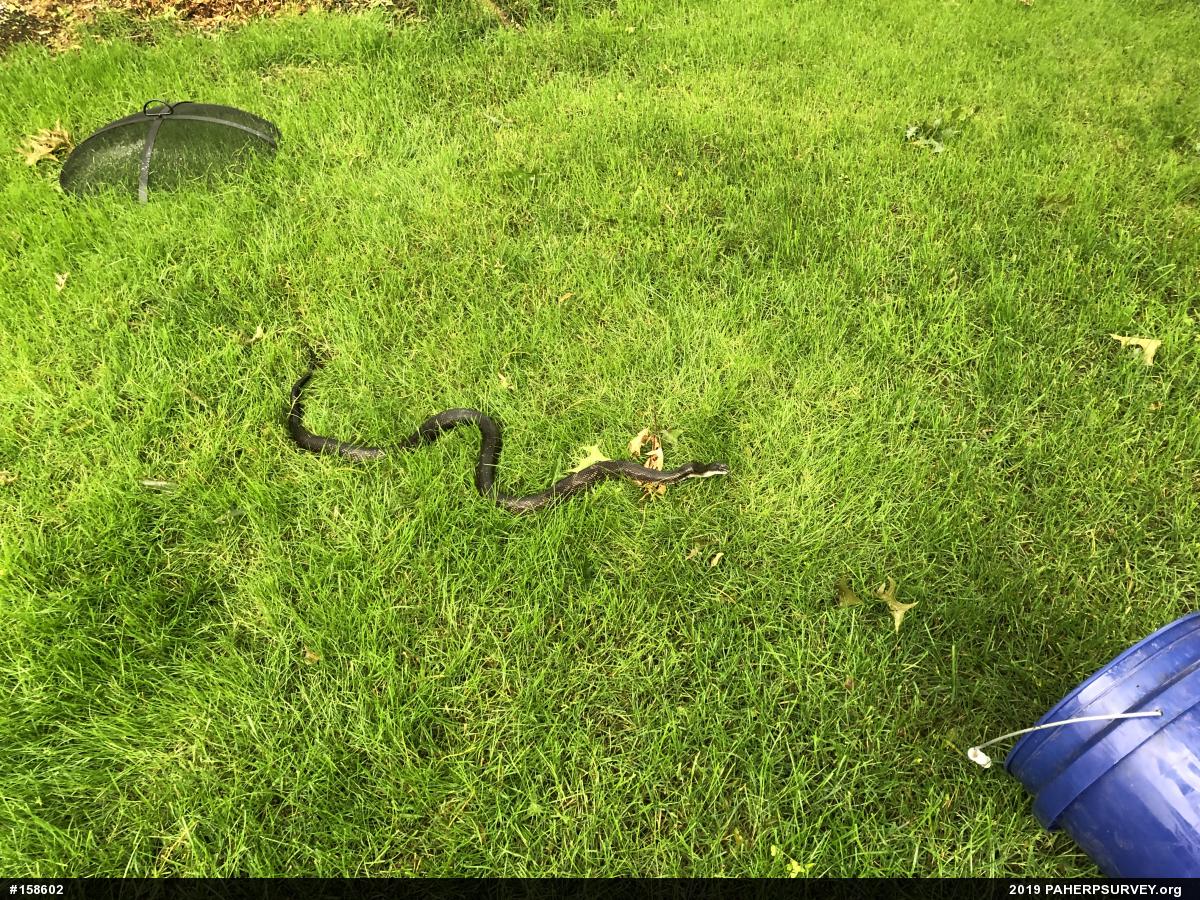 Eastern Ratsnake