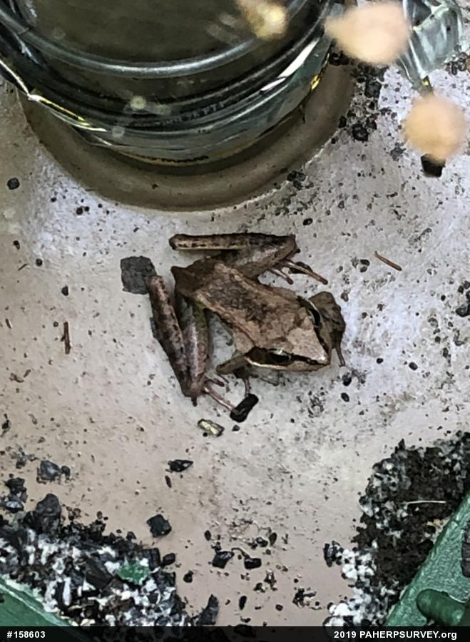 Wood Frog