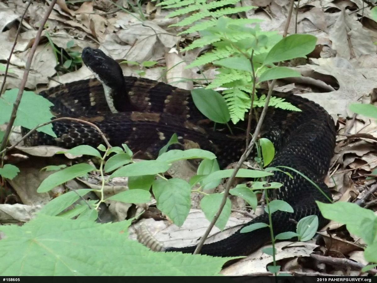 Timber Rattlesnake