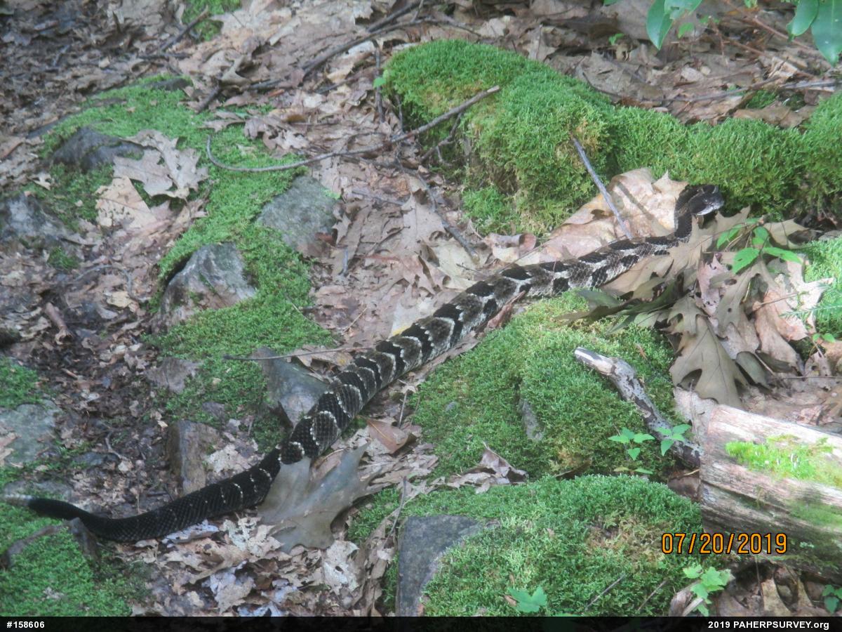 Timber Rattlesnake