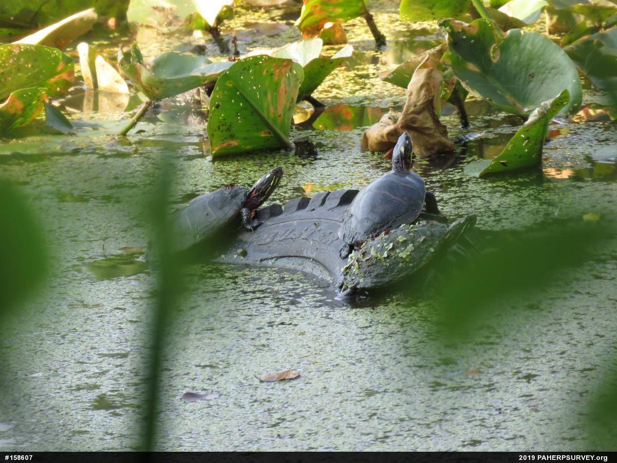 Eastern Painted Turtle
