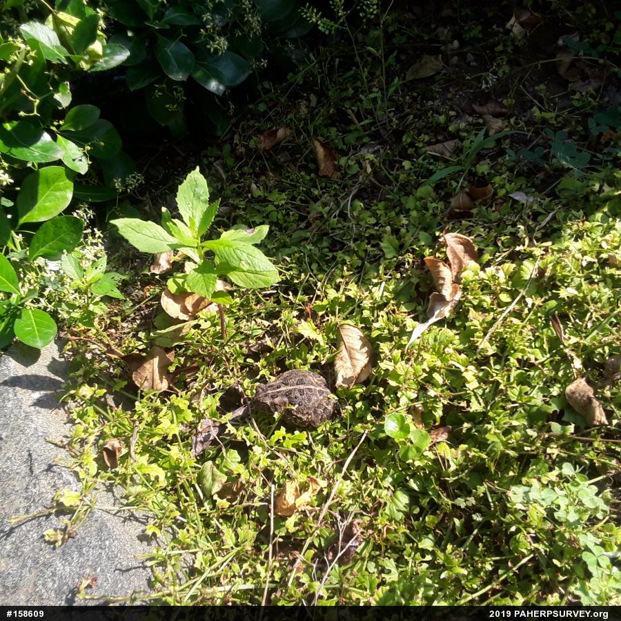 Fowler's Toad