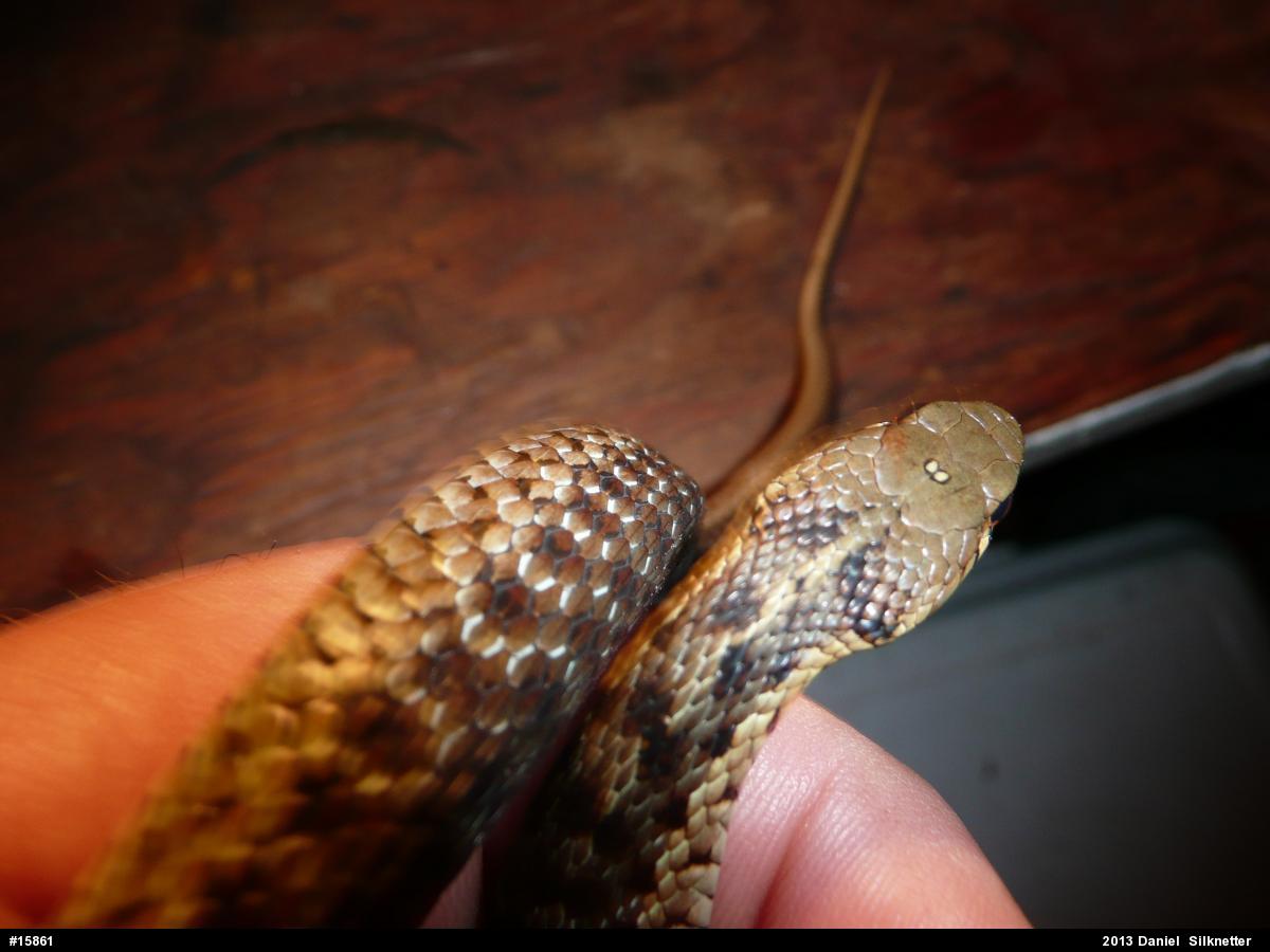 Eastern Gartersnake
