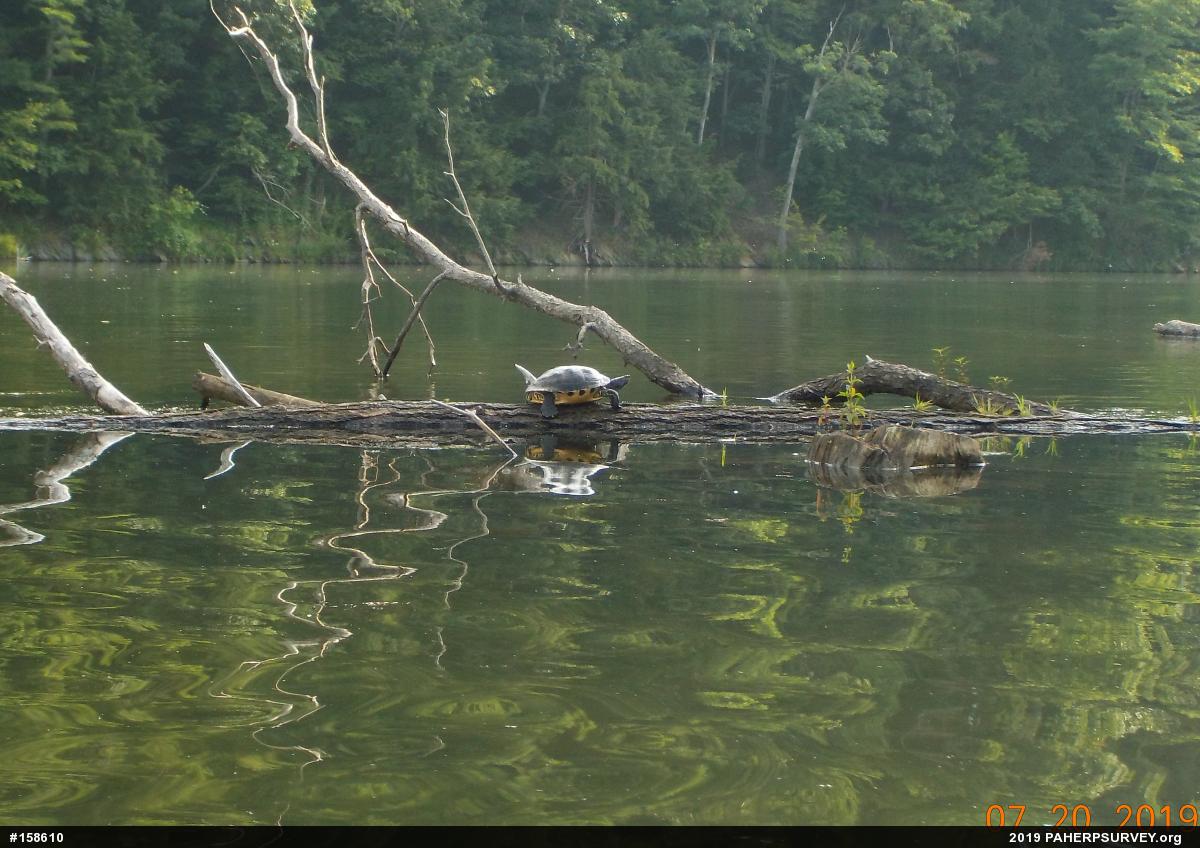 Pond Slider