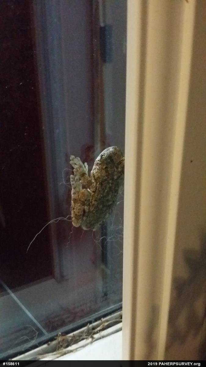 Unknown Gray Treefrog