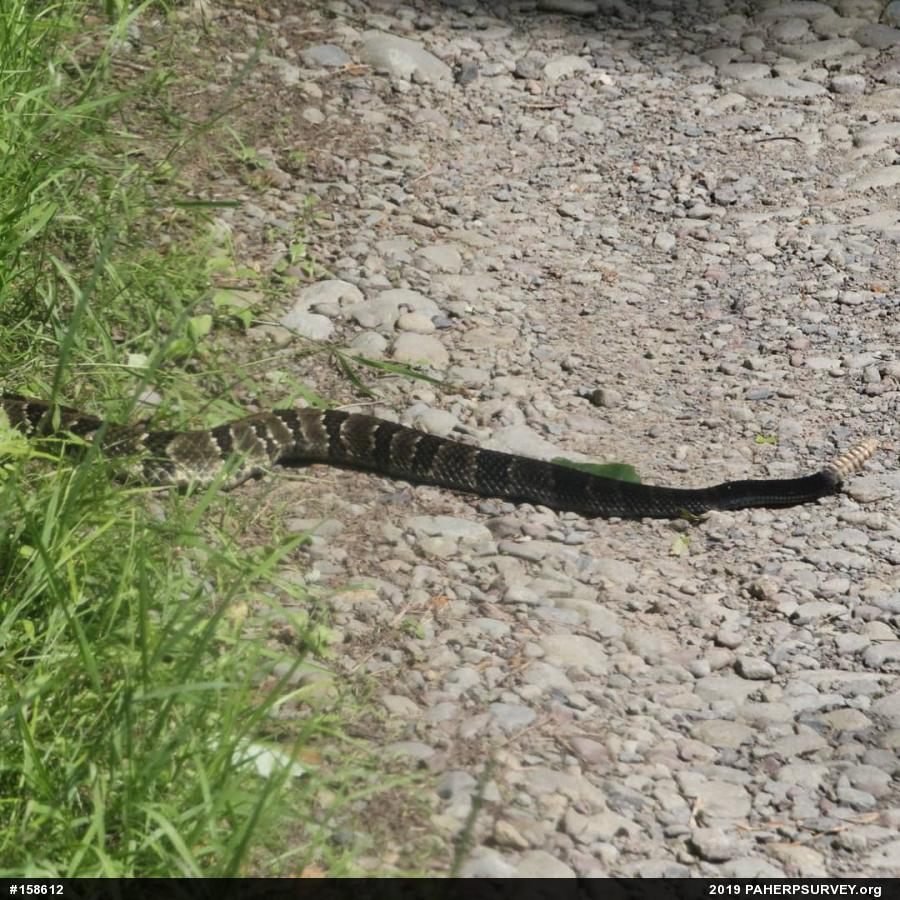 Timber Rattlesnake