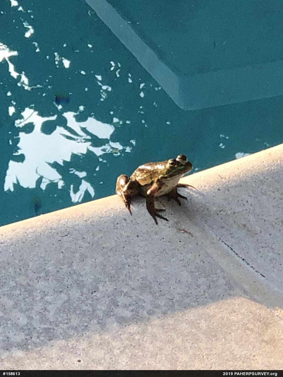 American Bullfrog